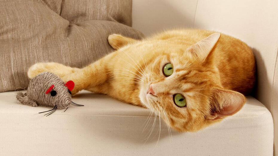 rode kat die naast muis speelgoed ligt