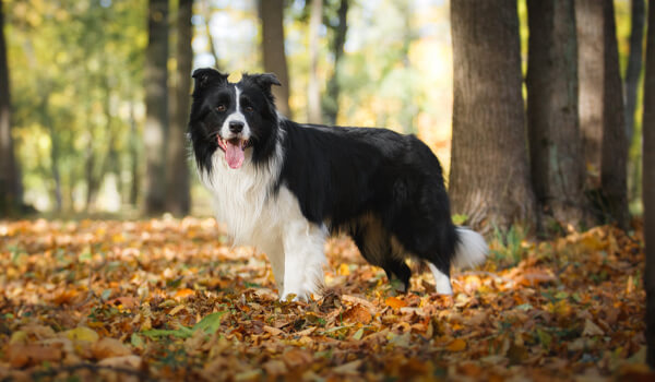 hond staat buiten