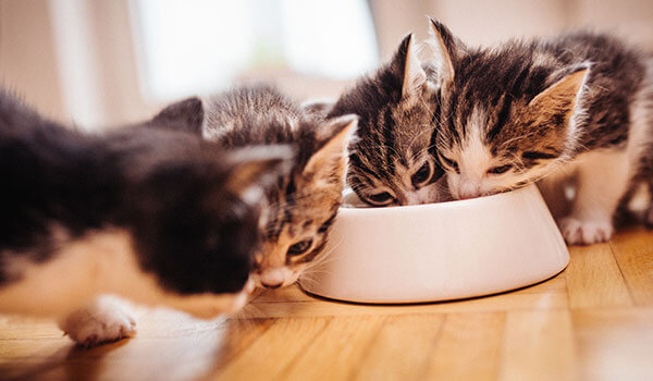 kittens die uit dezelfde bak eten