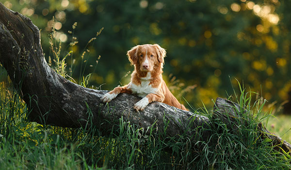 Hond zit op een boom