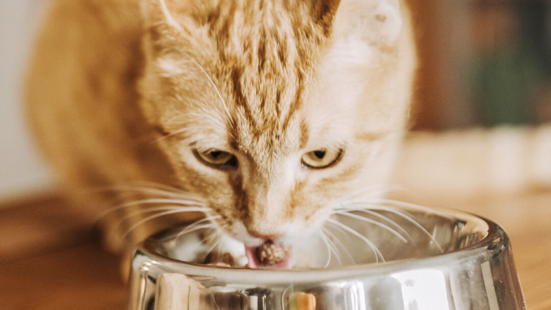Voedingsadvies: hoeveel moet kat eten