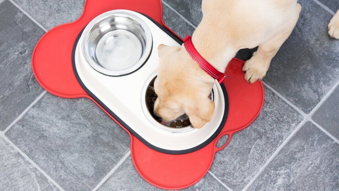 Moreel breng de actie combinatie Je volwassen hond voeren – voedingsgids voor honden | Purina