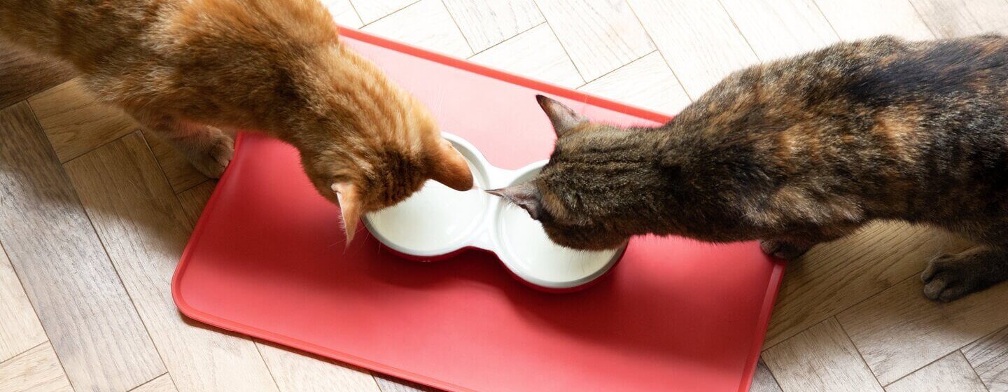 Instrument Huiswerk voorbeeld Je oudere kat voeden - Verzorging van oudere katten | Purina