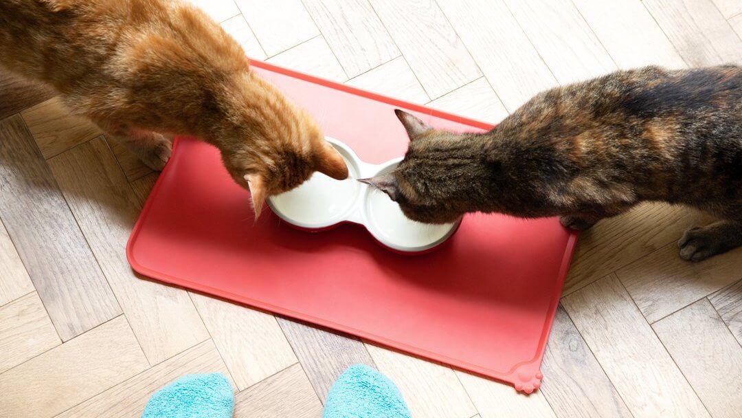 iets Grommen inzet Je oudere kat voeden - Verzorging van oudere katten | Purina