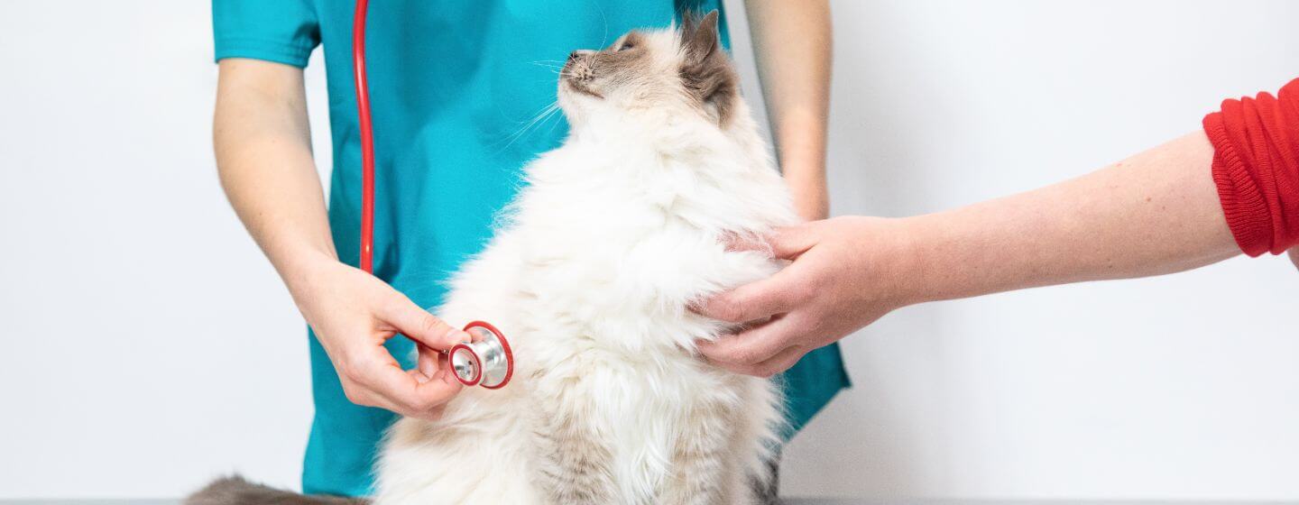 je kat herstellen na een operatie | Purina