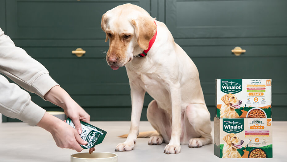 labrador krijgt winalot nat hondenvoer voorgeschoteld