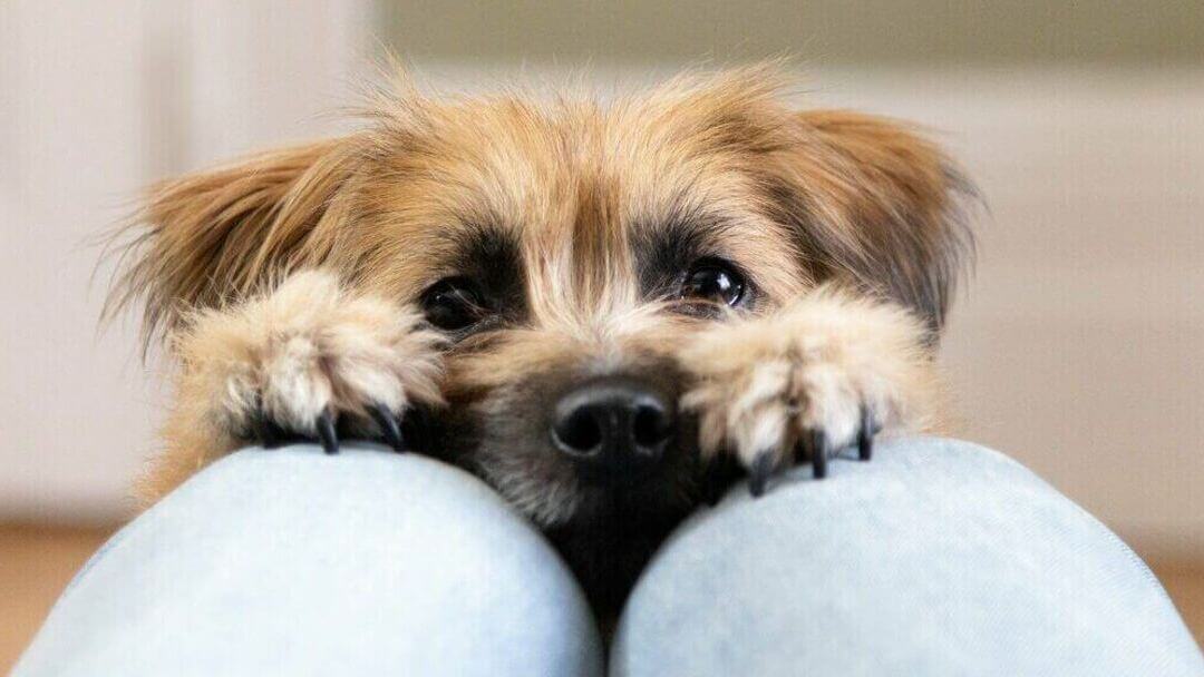 Uiterlijk slepen januari Welk hondenvoer is goed voor kleine hondenrassen? | Purina