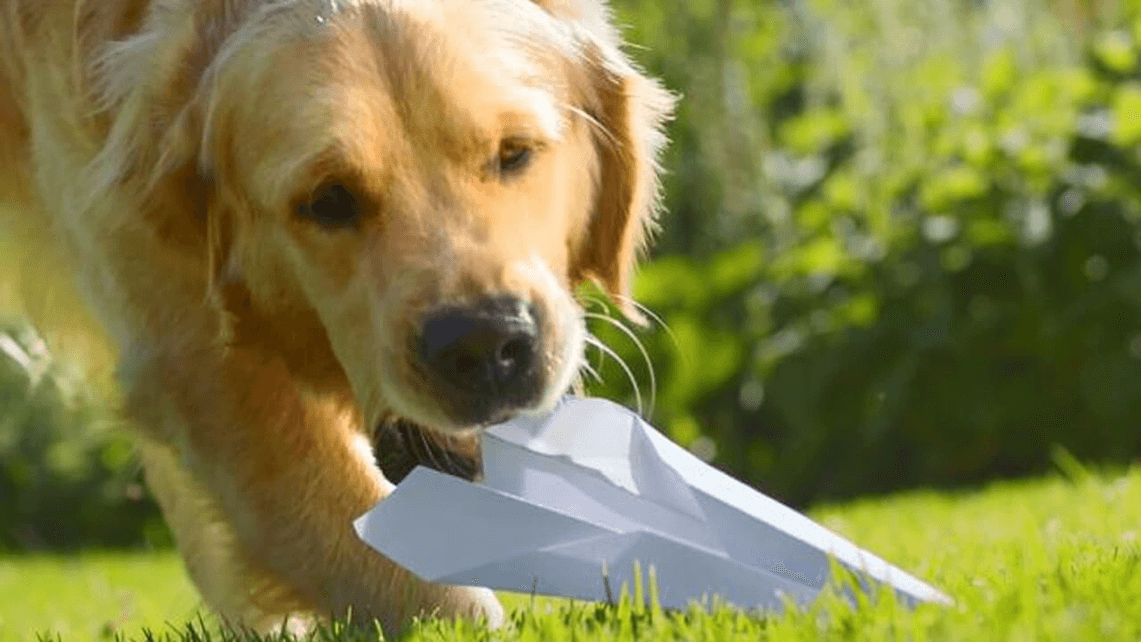 hond met papieren vliegtuigje​