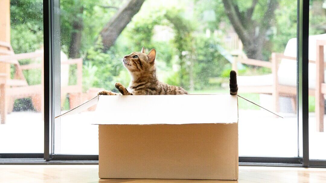 kat bij kartonnen doos