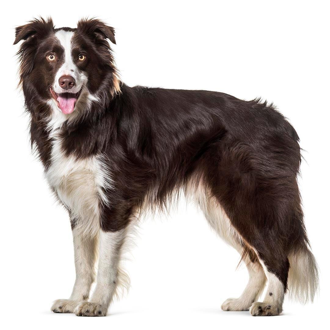 Buy deals border collie