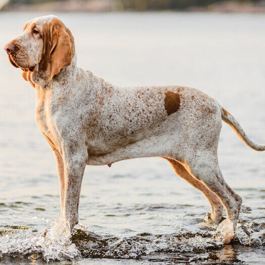 Barroco sales italiano dog