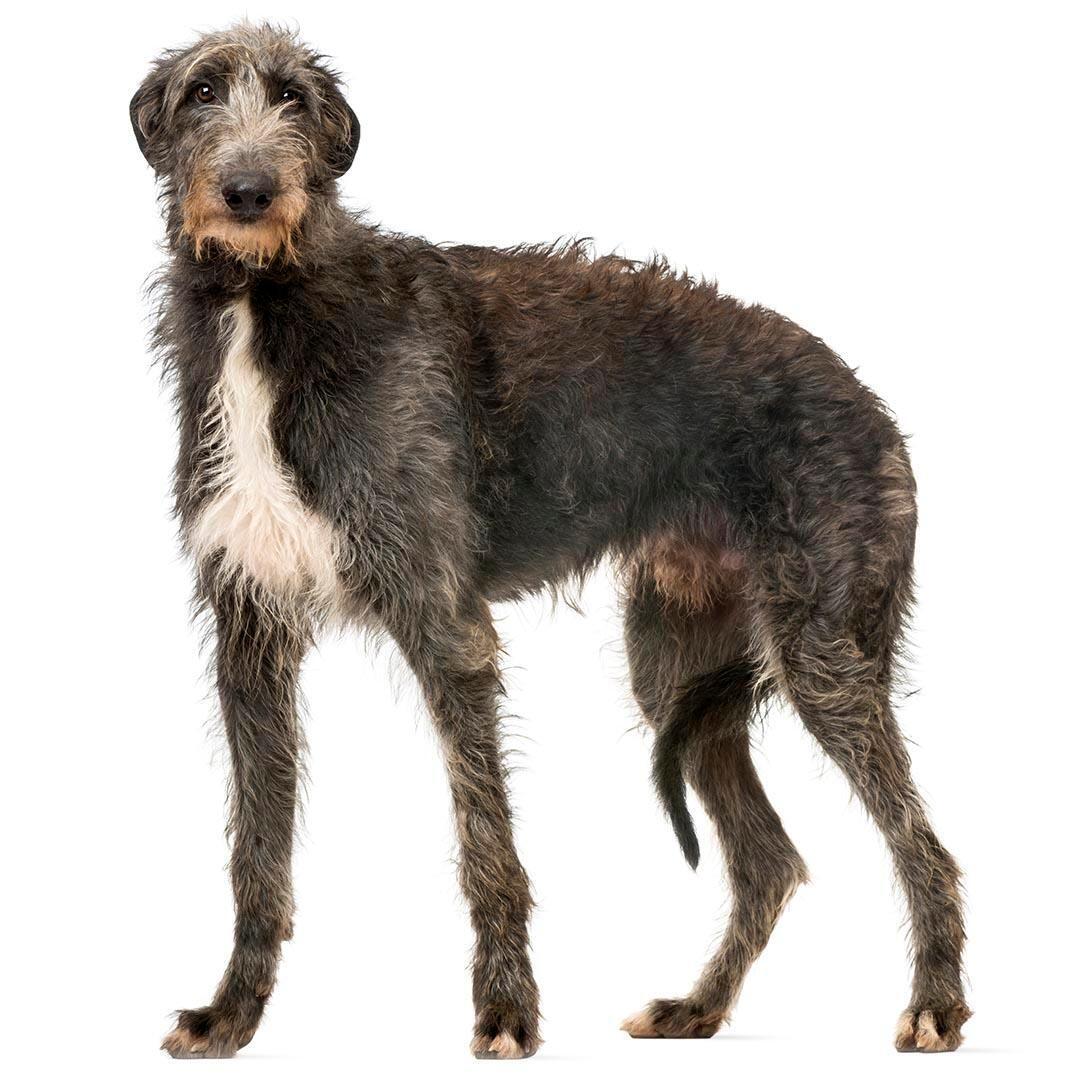 Deerhound puppy 2024