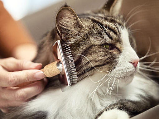 wat zijn kattenallergenen?