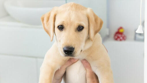Blonde labrador puppy wordt omhoog gehouden