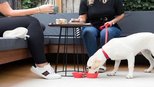Labrador puppy drinkt water onder een tafel