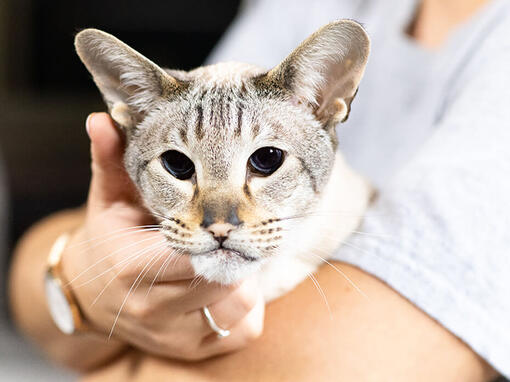 Oudere kat op schoot van de eigenaar