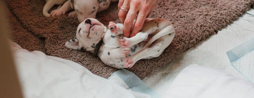 Dalmatische puppy's die worden gekieteld op de buik