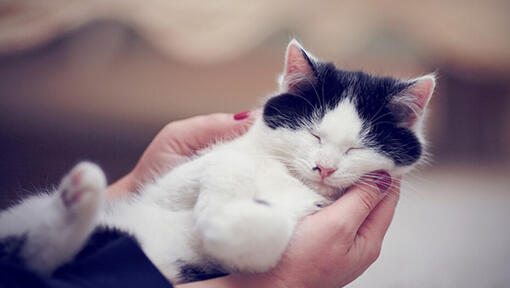Zwart-witte kat slaapt in handen van de eigenaar