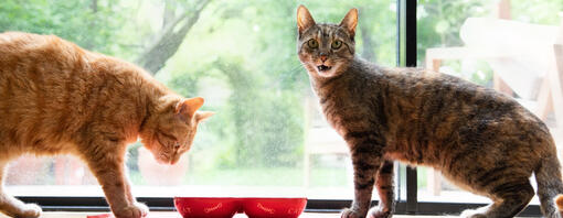 Katten die uit voerbakjes eten