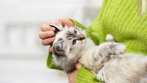 Kitten met lichte vacht in de armen van de eigenaar