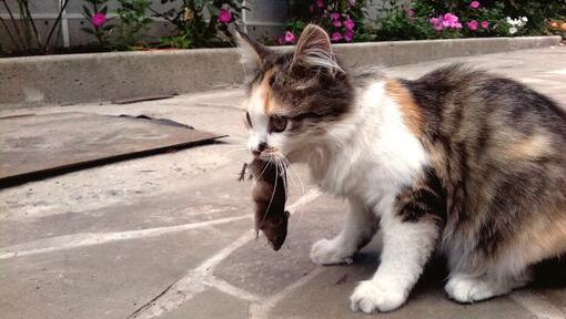 kitten met  muis in bek