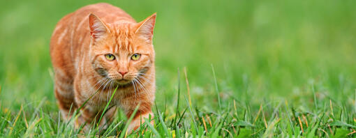 jagende kat in gras