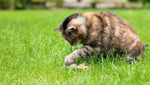 Donkere vachtkat speelt met speelgoed in de tuin.