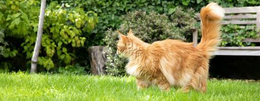 Pluizige gemberkat in de tuin.