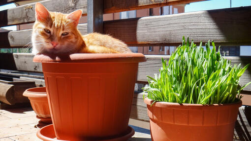 kat buiten naast kattenkruid