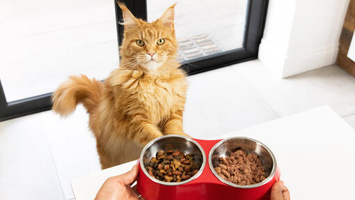 Werkloos kraai Perth Voedingsadvies - Beste kattenvoer voor kat