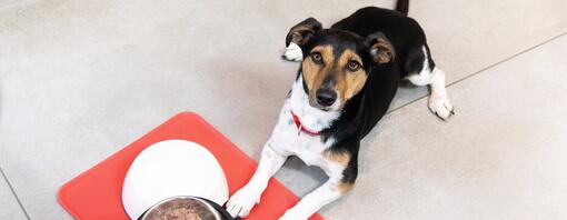 Puppy krijgt voer in bakken