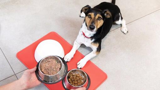 vervolging gelijkheid spannend Welke voeding en hoeveel mag een puppy eten? | Purina