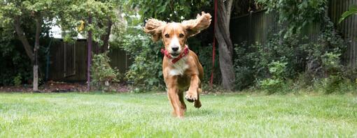 Puppy loopt door de tuin