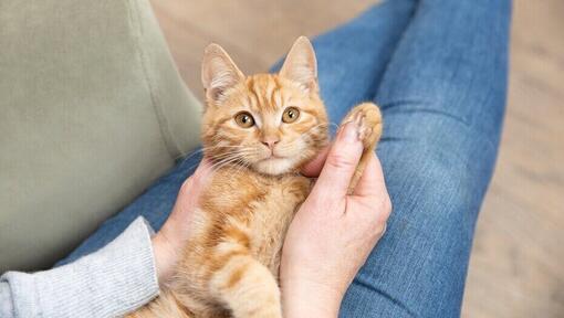 kitten op schoot