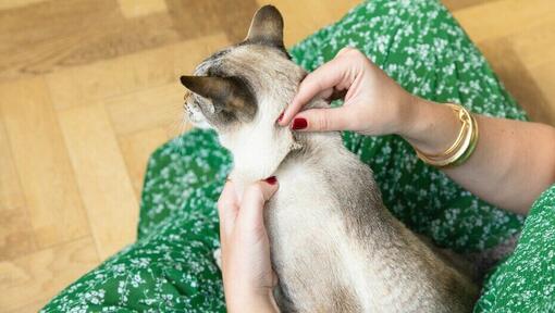 vacht kat controleren