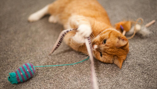 rode kat met kattenspeeltje