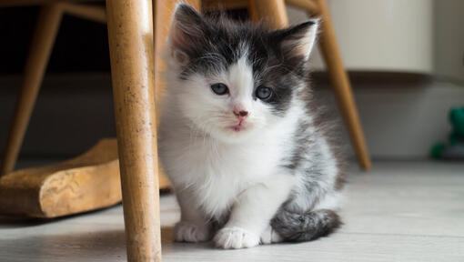 kitten zit op de grond