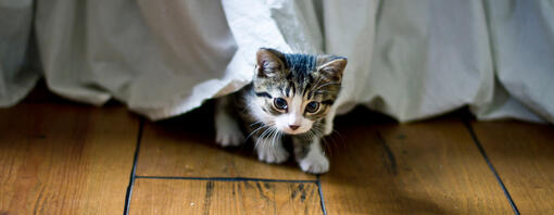 kitten verstopt onder deken