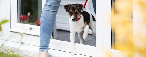 Puppy aan de lijn die het huis verlaat met de eigenaar