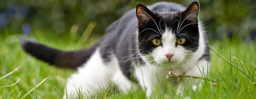 kat sluipt door het gras