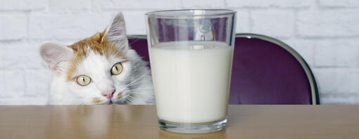 kat naast glas melk