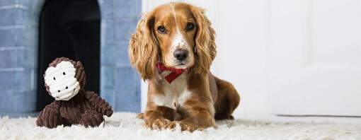 Bruine Cocker Spaniel ligt naast hondenspeeltje