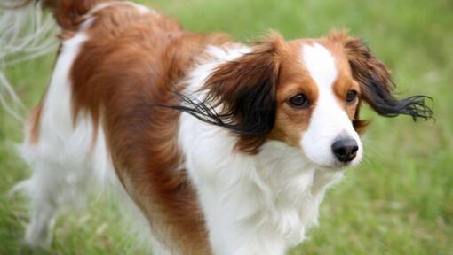 Hollandse kooikerhondje sale