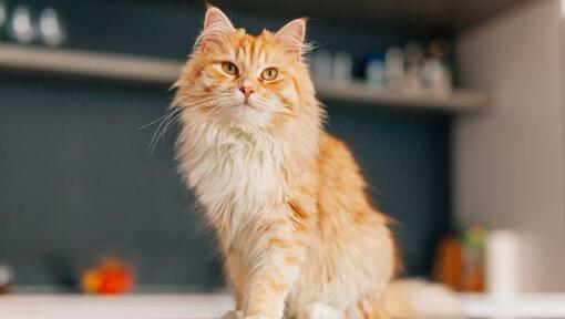 Perzische langhaar kat staat in de keuken