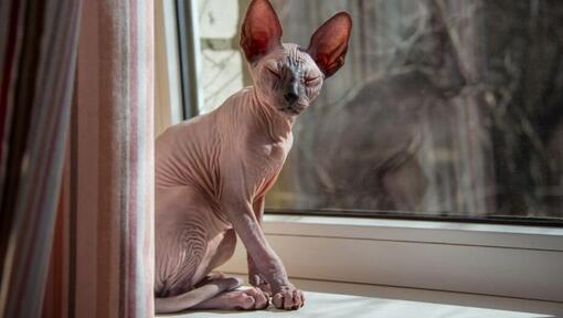 Sphynx kat staat op een vensterbank