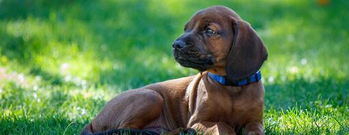 Hond zit in het gras