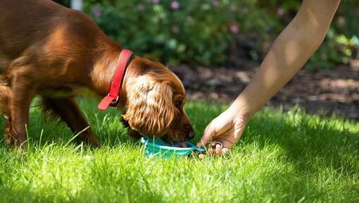 Hond eet iets lekkers in de tuin