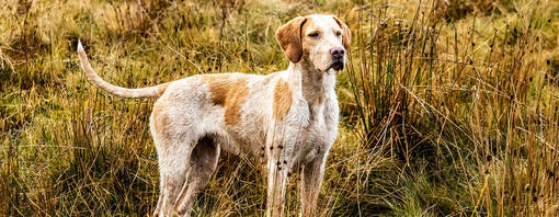 Hond staat in het veld en kijkt vooruit