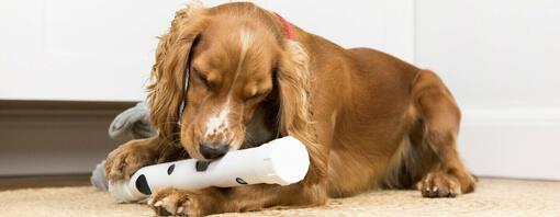 Bruine Spaniel speelt liggend met speelgoed