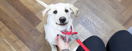 puppy kijkt op naar eigenaar in wachtkamer van dierenarts